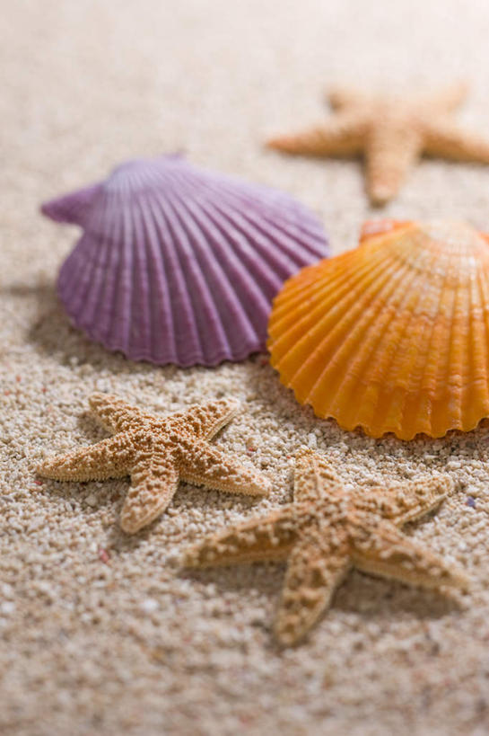 海鲜,无人,竖图,室内,特写,白天,正面,沙滩,海星,贝壳,许多,阴影,朦胧,模糊,反射,沙子,影子,海岸,沙地,水产,海洋生物,自然,动物,生物,海产品,棘皮动物门,贝类外壳,海螺壳,软体动物外壳,海滩,星鱼,彩图