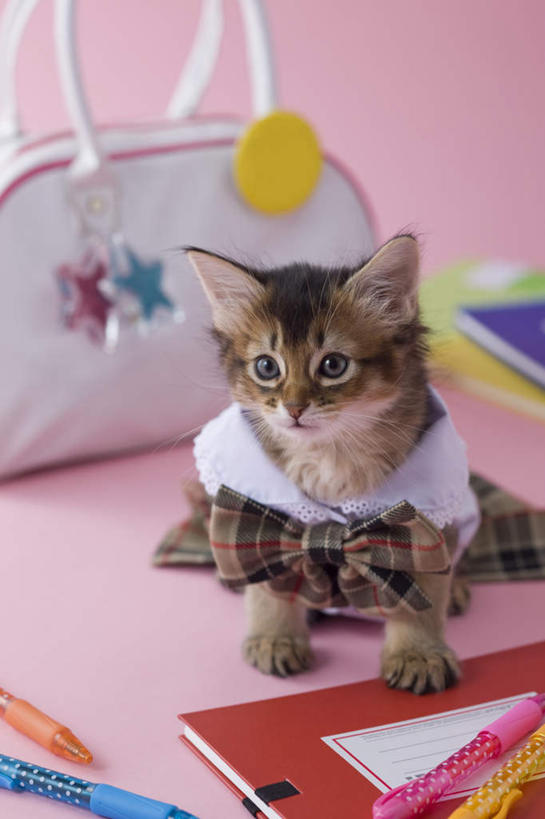 无人,坐,横图,俯视,室内,白天,裙子,宠物,猫,书籍,许多,阴影,粉色背景,服装,包,笔,皮包,影子,办公用品,圆珠笔,文具,一个,一只,动物,学习用品,可爱,摄影,影棚,单个,单肩包,文具用品,猫咪,索马里猫,书,图书,坐着,彩图,高角度拍摄,全身,影棚拍摄,拍摄