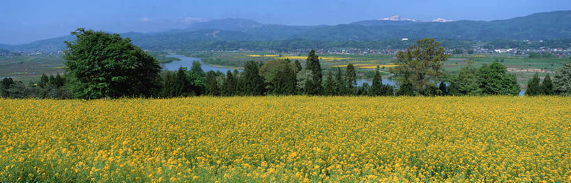 无人,横图,室外,白天,正面,花海,花圃,河流,山,山脉,树林,水,植物,城市,叶子,长野县,日本,亚洲,盛开,河水,山峰,水流,城镇,山峦,花蕾,花,花瓣,花朵,鲜花,树,树木,蓝色,绿色,蓝天,天空,自然,花丛,花束,花田,群山,天,花苞,花蕊,油菜花,生长,晴朗,成长,东亚,本州,万里无云,本州岛,日本国,中部地方,长野,晴空,晴空万里,彩图