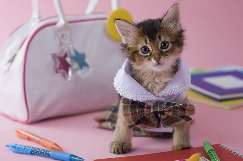 无人,站,横图,室内,白天,正面,裙子,宠物,猫,书籍,阴影,粉色背景,服装,包,笔,皮包,影子,圆珠笔,注视,一个,一只,动物,观察,看,站着,可爱,摄影,影棚,单个,观看,单肩包,察看,关注,猫咪,索马里猫,书,图书,站立,彩图,全身,影棚拍摄,拍摄