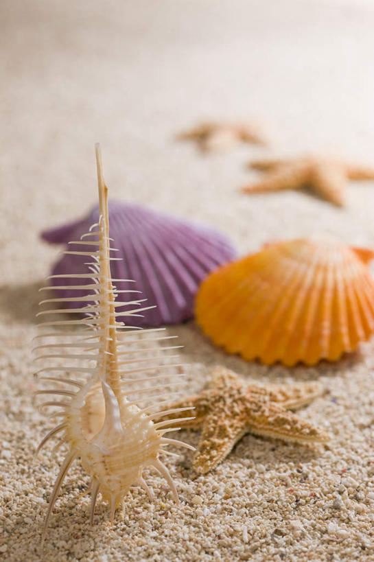 海鲜,无人,竖图,室内,特写,白天,正面,沙滩,海星,贝壳,阴影,朦胧,模糊,反射,沙子,影子,海岸,海螺,沙地,水产,海洋生物,自然,动物,生物,海产品,棘皮动物门,贝类外壳,海螺壳,软体动物外壳,海滩,星鱼,彩图