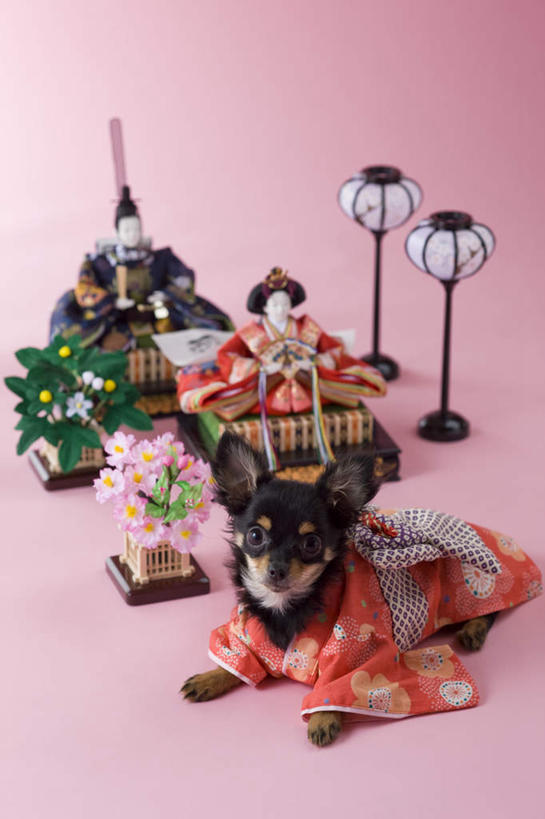 无人,坐,竖图,室内,白天,正面,民族服装,植物,宠物,狗,玩具,新年,阴影,粉色背景,和服,朦胧,模糊,日本文化,灯笼,盆栽,玩偶,影子,盆景,艺术品,吉娃娃,文化,一个,一只,绿色,自然,动物,工艺品,趴着,可爱,摄影,服饰,影棚,生长,单个,成长,东亚文化,忠诚,芝娃娃,奇娃娃,吴服,唐草,唐花,唐锦,门松,吉娃娃犬,齐花花,犬,趴,抬头,仰头,坐着,彩图,全身,影棚拍摄,传统服装,民俗服,拍摄,传统文化