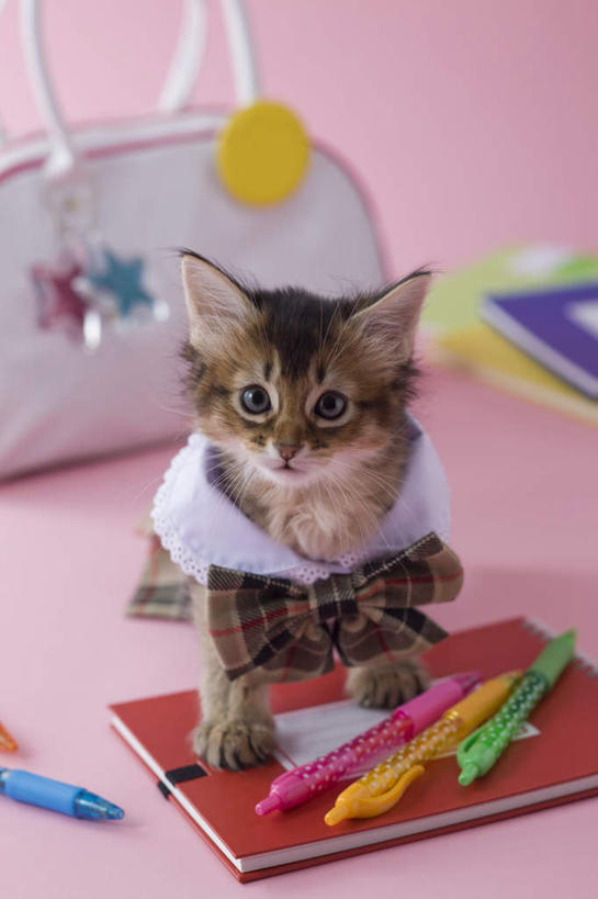 无人,坐,竖图,俯视,室内,白天,裙子,宠物,猫,书籍,阴影,粉色背景,服装,包,笔,皮包,影子,办公用品,圆珠笔,注视,文具,一个,一只,动物,学习用品,观察,看,可爱,摄影,影棚,单个,观看,单肩包,文具用品,察看,关注,猫咪,索马里猫,书,图书,抬头,仰头,坐着,彩图,高角度拍摄,全身,影棚拍摄,拍摄