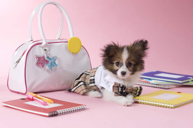 无人,横图,室内,白天,正面,裙子,宠物,狗,书籍,阴影,粉色背景,服装,包,笔,皮包,影子,圆珠笔,注视,蝶耳犬,蝴蝶犬,一个,一只,动物,看,趴着,可爱,专注,摄影,影棚,单个,单肩包,忠诚,巴比伦犬,书,图书,犬,趴,彩图,全身,影棚拍摄,拍摄