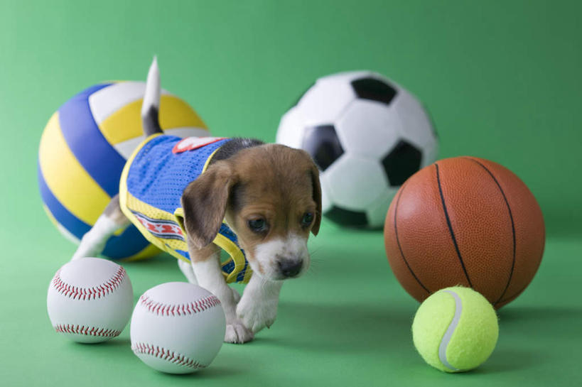 无人,走,横图,室内,白天,正面,锻炼,运动,网球,排球,篮球,棒球,垒球,足球,宠物,狗,绿色背景,阴影,影子,猎犬,注视,球,一个,一只,动物,观察,看,球体,可爱,摄影,影棚,单个,观看,察看,关注,忠诚,体育,犬,步行,散步,走路,彩图,全身,影棚拍摄,健身,拍摄