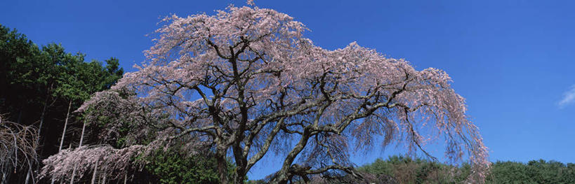 无人,横图,室外,白天,仰视,旅游,度假,美景,植物,樱花,日本,亚洲,许多,盛开,景观,花蕾,娱乐,花,花瓣,花朵,鲜花,树,树木,蓝色,绿色,蓝天,天空,自然,天,花苞,花蕊,享受,休闲,景色,放松,生长,晴朗,成长,自然风光,东亚,本州,万里无云,本州岛,日本国,中部地方,山梨,山梨县,晴空,晴空万里,彩图,低角度拍摄