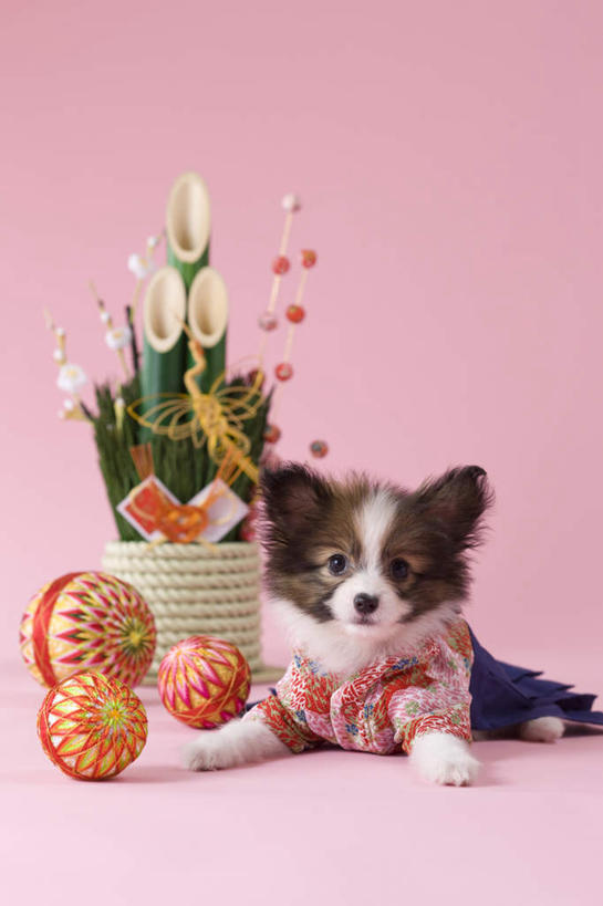 无人,竖图,室内,白天,正面,民族服装,植物,宠物,狗,玩具,新年,阴影,粉色背景,和服,日本文化,盆栽,影子,盆景,注视,文化,蝶耳犬,蝴蝶犬,球,一个,一只,绿色,自然,动物,看,趴着,可爱,摄影,服饰,影棚,生长,单个,成长,关注,东亚文化,忠诚,吴服,唐草,唐花,唐锦,门松,巴比伦犬,犬,趴,抬头,仰头,彩图,全身,影棚拍摄,传统服装,民俗服,拍摄,传统文化