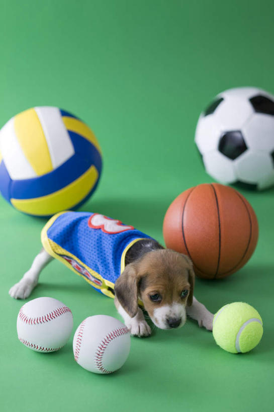 无人,站,竖图,俯视,室内,白天,锻炼,运动,网球,排球,篮球,棒球,垒球,足球,宠物,狗,绿色背景,阴影,影子,猎犬,球,一个,一只,动物,低头,站着,球体,可爱,摄影,影棚,单个,忠诚,体育,犬,站立,彩图,高角度拍摄,全身,影棚拍摄,健身,拍摄