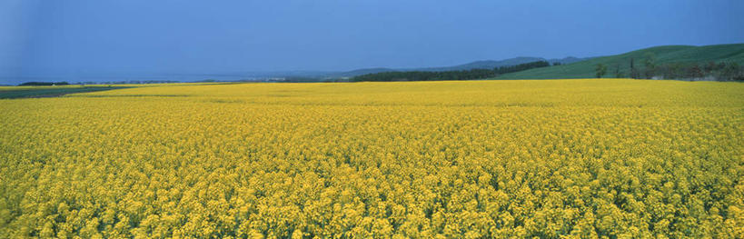 无人,横图,室外,白天,正面,旅游,度假,花海,花圃,美景,叶子,神奈川,日本,亚洲,盛开,景观,横滨,横滨市,神奈川县,花蕾,娱乐,花,花瓣,花朵,鲜花,蓝色,绿色,蓝天,天空,自然,花丛,花束,花田,天,花苞,花蕊,油菜花,享受,休闲,景色,放松,晴朗,自然风光,东亚,本州,万里无云,首府,关东地方,本州岛,日本国,晴空,晴空万里,彩图,芸苔,芸薹