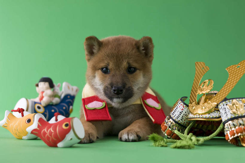 无人,躺,横图,室内,白天,正面,宠物,狗,鲤鱼,玩具,绿色背景,阴影,日本文化,柴犬,鱼,玩偶,影子,手工艺品,注视,一个,一只,动物,工艺品,看,趴着,可爱,摄影,影棚,单个,日本柴犬,东亚文化,忠诚,铠甲,西巴犬,犬,趴,躺着,彩图,全身,影棚拍摄,拍摄,传统文化