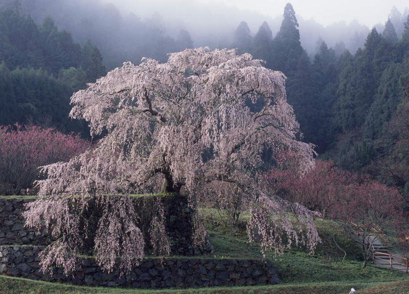 无人,横图,室外,白天,正面,旅游,度假,花海,花圃,美景,树林,植物,雾,樱花,叶子,奈良县,日本,亚洲,朦胧,模糊,盛开,景观,花蕾,娱乐,花,花瓣,花朵,鲜花,树,树木,蓝色,绿色,蓝天,天空,自然,花丛,花束,花田,天,花苞,花蕊,享受,休闲,景色,放松,生长,晴朗,成长,迷雾,自然风光,东亚,本州,万里无云,本州岛,日本国,近畿地方,奈良,近畿,大雾,晴空,晴空万里,彩图