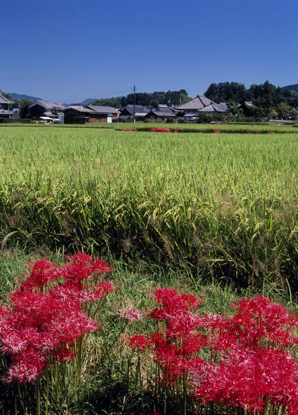 无人,家,竖图,室外,白天,正面,旅游,度假,草地,草坪,美景,植物,百合花,奈良县,日本,亚洲,房屋,屋子,景观,娱乐,楼房,住宅,草,蓝色,绿色,蓝天,天空,自然,天,享受,休闲,景色,放松,晴朗,自然风光,东亚,本州,万里无云,本州岛,日本国,近畿地方,奈良,近畿,强瞿,蜘蛛百合,百合蒜,倒仙,番韭,山丹,晴空,晴空万里,彩图,房子