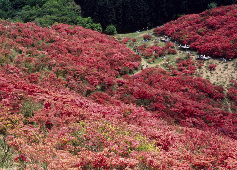 无人,横图,室外,白天,正面,旅游,度假,花海,花圃,美景,植物,杜鹃花,叶子,奈良县,日本,亚洲,盛开,景观,杜鹃,花蕾,娱乐,花,花瓣,花朵,鲜花,树,树木,绿色,自然,花丛,花束,花田,花苞,花蕊,享受,休闲,景色,放松,生长,成长,自然风光,东亚,本州,本州岛,日本国,近畿地方,奈良,近畿,红杜鹃,满山红,清明花,清时,山踯躅,红踯躅,山石榴,映山红,彩图