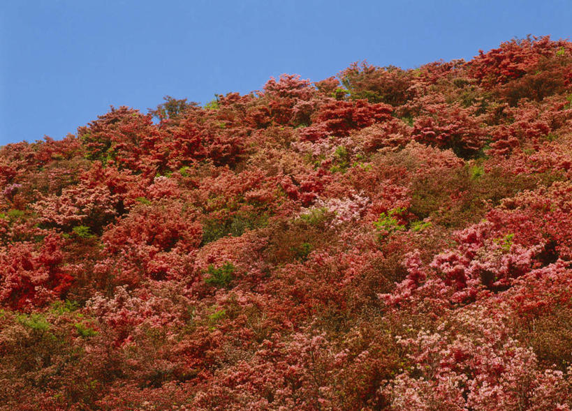 无人,横图,室外,白天,仰视,旅游,度假,花海,花圃,美景,杜鹃花,叶子,奈良县,日本,亚洲,盛开,景观,杜鹃,花蕾,娱乐,花,花瓣,花朵,鲜花,绿色,自然,花丛,花束,花田,花苞,花蕊,享受,休闲,景色,放松,自然风光,东亚,本州,本州岛,日本国,近畿地方,奈良,近畿,红杜鹃,满山红,清明花,清时,山踯躅,红踯躅,山石榴,映山红,彩图,低角度拍摄