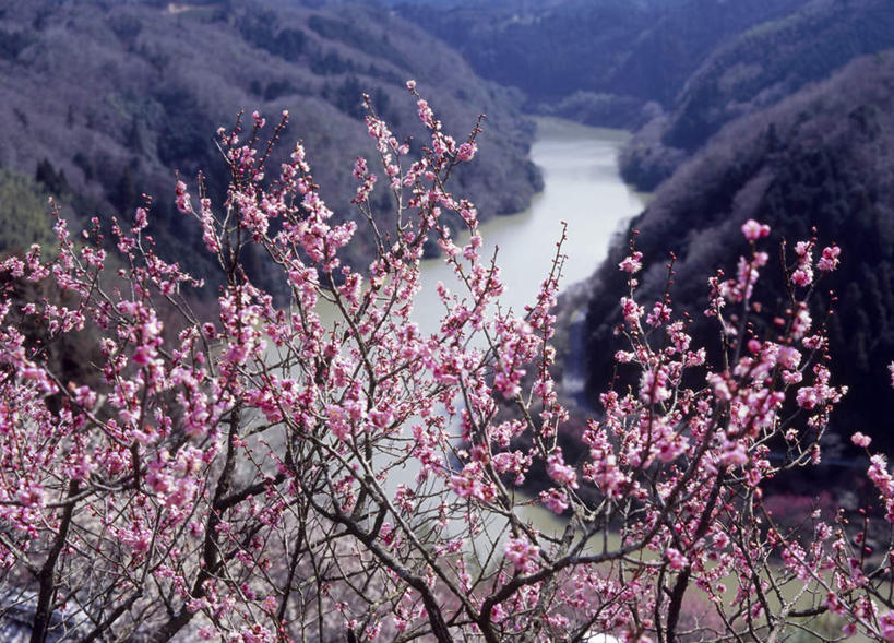无人,横图,俯视,室外,白天,旅游,度假,河流,美景,山,山脉,树林,水,植物,樱花,奈良县,日本,亚洲,许多,阴影,盛开,光线,影子,河水,景观,山峰,水流,粉红,山峦,花蕾,娱乐,花,花瓣,花朵,鲜花,树,树木,粉色,绿色,阳光,自然,群山,花苞,花蕊,享受,休闲,景色,放松,生长,成长,自然风光,东亚,本州,本州岛,日本国,近畿地方,奈良,近畿,彩图,高角度拍摄