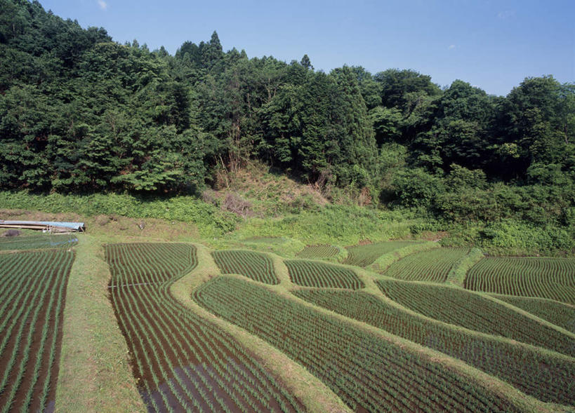无人,农田,横图,室外,白天,正面,旅游,度假,庄稼,美景,山,山脉,树林,植物,日本,亚洲,阴影,光线,影子,景观,山峰,山峦,娱乐,树,树木,排列,蓝色,绿色,蓝天,天空,阳光,自然,群山,天,享受,休闲,景色,放松,生长,成长,队列,自然风光,东亚,本州,关东地方,本州岛,日本国,栃木,栃木县,彩图,耕地,庄稼田