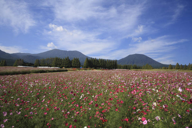 无人,横图,室外,白天,正面,旅游,度假,花海,花圃,美景,山,山脉,树林,植物,叶子,日本,亚洲,许多,阴影,盛开,光线,影子,景观,山峰,云,云朵,波斯菊,粉红,山峦,花蕾,云彩,娱乐,花,花瓣,花朵,鲜花,树,树木,粉色,红色,蓝色,绿色,白色,白云,蓝天,天空,阳光,自然,花丛,花束,花田,群山,天,花苞,花蕊,享受,休闲,菊花,景色,放松,大波斯菊,生长,成长,自然风光,东亚,日本国,九州本岛,九州,九州岛,九州地方,宫崎,宫崎县,彩图