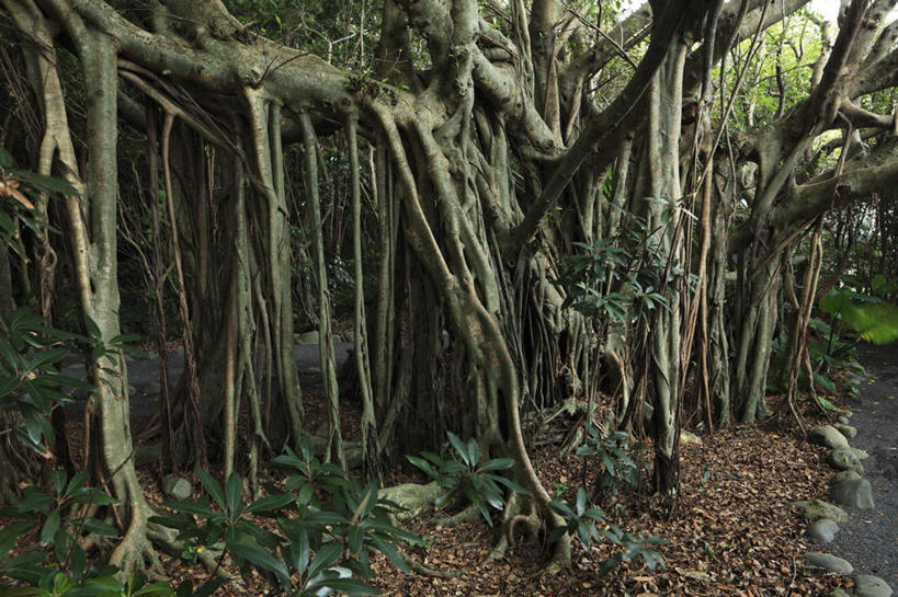 无人,横图,室外,白天,正面,旅游,度假,草地,草坪,美景,树林,植物,鹿儿岛,日本,亚洲,枯萎,景观,枯草,娱乐,草,树,树干,树木,绿色,自然,享受,休闲,景色,放松,生长,成长,自然风光,东亚,日本国,九州本岛,九州,九州岛,九州地方,鹿儿岛县,彩图