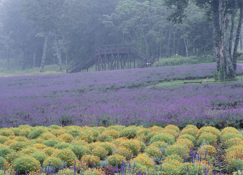 无人,横图,室外,白天,正面,旅游,度假,花海,花圃,美景,树林,植物,叶子,日本,亚洲,许多,盛开,木板,景观,桥,草药,木桥,花蕾,娱乐,中药,栈桥,花,花瓣,花朵,鲜花,树,树木,黄色,绿色,紫色,自然,花丛,花束,花田,花苞,花蕊,薰衣草,享受,休闲,景色,放松,生长,成长,人行桥,木板桥,自然风光,药材,中草药,东亚,中药材,本草,本州,关东地方,本州岛,日本国,群马,群马县,彩图