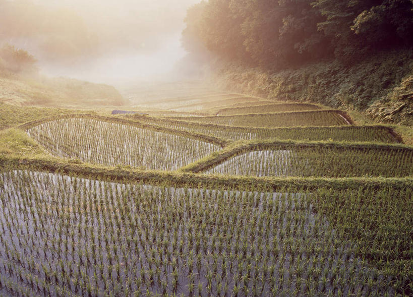 无人,农田,横图,俯视,室外,白天,旅游,度假,庄稼,梯田,美景,山,树林,植物,雾,日本,亚洲,阴影,朦胧,模糊,光线,影子,景观,山峰,山峦,娱乐,树,树木,绿色,阳光,自然,享受,休闲,景色,放松,生长,成长,迷雾,自然风光,东亚,本州,关东地方,本州岛,日本国,栃木,栃木县,大雾,彩图,高角度拍摄,耕地,庄稼田