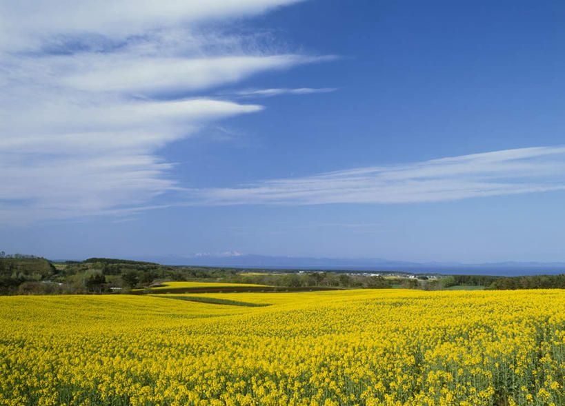 无人,横图,室外,白天,正面,旅游,度假,花海,花圃,美景,植物,叶子,日本,亚洲,许多,阴影,盛开,光线,影子,景观,云,云朵,花蕾,云彩,娱乐,花,花瓣,花朵,鲜花,树,树木,黄色,蓝色,绿色,白云,蓝天,天空,阳光,自然,花丛,花束,花田,天,花苞,花蕊,油菜花,享受,休闲,景色,放松,生长,成长,自然风光,东亚,本州,本州岛,日本国,青森,青森县,东北地方,彩图