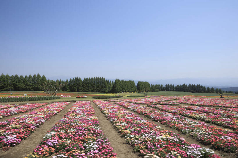 无人,横图,室外,白天,正面,旅游,度假,花海,花圃,美景,树林,植物,叶子,日本,亚洲,许多,阴影,盛开,光线,影子,景观,云,云朵,波斯菊,粉红,花蕾,云彩,娱乐,花,花瓣,花朵,鲜花,树,树木,粉色,黄色,蓝色,绿色,白色,白云,蓝天,天空,阳光,自然,花丛,花束,花田,天,花苞,花蕊,享受,休闲,菊花,景色,放松,大波斯菊,生长,成长,自然风光,东亚,日本国,九州本岛,九州,九州岛,九州地方,宫崎,宫崎县,彩图