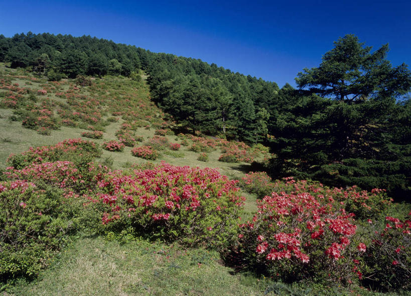 无人,横图,室外,白天,正面,旅游,度假,花海,花圃,美景,山,树林,植物,杜鹃花,叶子,日本,亚洲,许多,阴影,盛开,光线,影子,景观,山峰,杜鹃,山峦,花蕾,娱乐,花,花瓣,花朵,鲜花,树,树木,红色,蓝色,绿色,蓝天,天空,阳光,自然,花丛,花束,花田,天,花苞,花蕊,享受,休闲,景色,放松,生长,成长,自然风光,东亚,本州,关东地方,本州岛,日本国,群马,群马县,红杜鹃,满山红,清明花,清时,山踯躅,红踯躅,山石榴,映山红,彩图