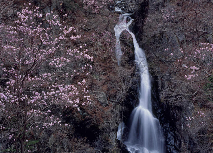无人,横图,室外,白天,正面,旅游,度假,美景,瀑布,山,树林,水,植物,杜鹃花,日本,亚洲,许多,飞溅,盛开,溅,液体,景观,山峰,杜鹃,粉红,山峦,花蕾,娱乐,花,花瓣,花朵,鲜花,树,树木,粉色,绿色,自然,花苞,花蕊,享受,休闲,景色,放松,生长,成长,喜悦,克制,喷洒,自然风光,东亚,本州,关东地方,本州岛,日本国,群马,群马县,红杜鹃,满山红,清明花,清时,山踯躅,红踯躅,节制,欣喜,山石榴,映山红,跌水,彩图