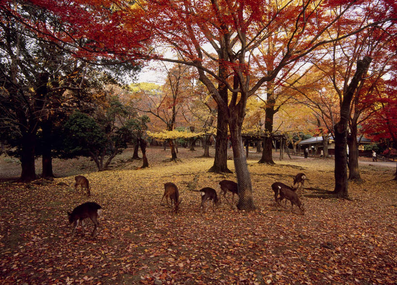 无人,吃,横图,室外,白天,正面,旅游,度假,美景,秋季,树林,植物,鹿,野生动物,奈良县,日本,亚洲,许多,阴影,枯萎,光线,影子,景观,枯草,落叶,娱乐,草,树,树木,树叶,黄色,绿色,天空,阳光,自然,动物,天,低头,享受,休闲,景色,放松,可爱,活泼,生长,成长,自然风光,东亚,本州,本州岛,日本国,近畿地方,奈良,近畿,秋,秋天,嚼,食,彩图,全身