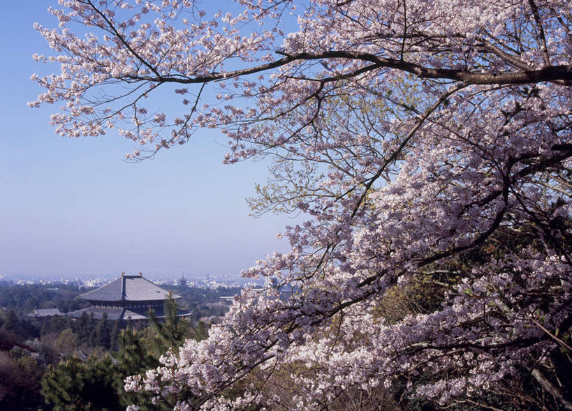 无人,横图,室外,白天,正面,旅游,度假,美景,树林,植物,樱花,奈良县,日本,亚洲,许多,阴影,盛开,光线,影子,房屋,屋子,景观,粉红,花蕾,娱乐,花,花瓣,花朵,鲜花,树,树木,粉色,蓝色,绿色,蓝天,天空,阳光,自然,天,花苞,花蕊,享受,休闲,景色,放松,生长,成长,自然风光,东亚,本州,本州岛,日本国,近畿地方,奈良,近畿,彩图,房子