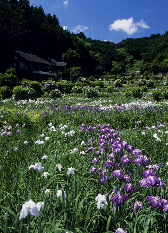 无人,竖图,室外,白天,正面,旅游,度假,花海,花圃,美景,山,山脉,树林,植物,叶子,奈良县,日本,亚洲,许多,阴影,盛开,光线,影子,景观,山峰,云,云朵,山峦,花蕾,云彩,娱乐,花,花瓣,花朵,鲜花,树,树木,蓝色,绿色,紫色,白色,白云,蓝天,天空,阳光,自然,花丛,花束,花田,群山,天,花苞,花蕊,享受,休闲,景色,放松,生长,成长,鸢尾,自然风光,东亚,本州,本州岛,日本国,近畿地方,奈良,近畿,紫蝴蝶,蓝蝴蝶,乌鸢,扁竹花,彩图