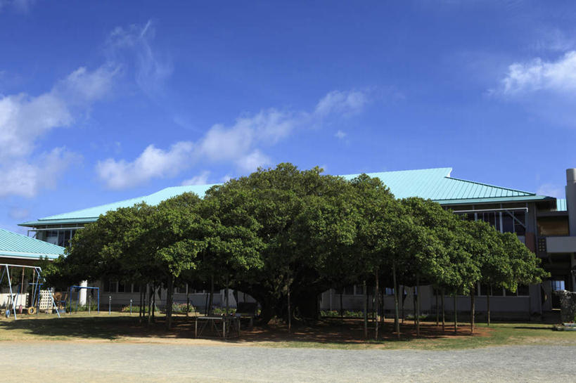 无人,家,横图,室外,白天,正面,旅游,度假,草地,草坪,美景,植物,鹿儿岛,日本,亚洲,阴影,光线,影子,房屋,屋子,景观,云,云朵,云彩,娱乐,楼房,草,树,树干,树木,蓝色,绿色,白云,蓝天,天空,阳光,自然,天,享受,休闲,景色,放松,生长,成长,自然风光,东亚,日本国,九州本岛,九州,九州岛,九州地方,鹿儿岛县,彩图,房子