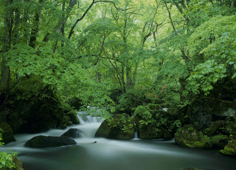 无人,横图,室外,白天,正面,旅游,度假,河流,石头,美景,树林,水,植物,日本,亚洲,石子,河水,景观,水流,娱乐,树,树木,绿色,小溪,自然,溪水,享受,休闲,景色,放松,生长,成长,自然风光,东亚,本州,本州岛,日本国,青森,青森县,东北地方,石块,岩石,彩图