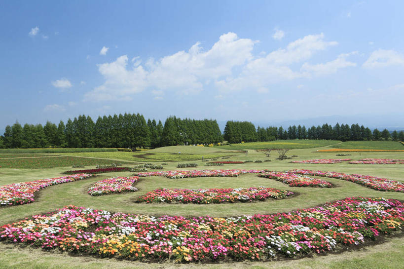 无人,花园,横图,俯视,室外,白天,旅游,度假,草地,草坪,花海,花圃,美景,树林,植物,叶子,日本,亚洲,许多,阴影,盛开,光线,花坛,影子,景观,云,云朵,花蕾,云彩,娱乐,草,雏菊,花,花瓣,花朵,鲜花,树,树木,黄色,红色,蓝色,绿色,白色,白云,蓝天,天空,阳光,自然,花丛,花束,花田,天,花苞,花蕊,享受,休闲,菊花,景色,放松,生长,成长,自然风光,东亚,日本国,九州本岛,九州,九州岛,九州地方,宫崎,宫崎县,小花园,彩图,高角度拍摄