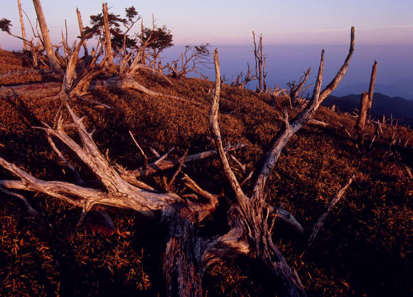无人,横图,室外,白天,正面,旅游,度假,美景,秋季,日落,植物,奈良县,日本,亚洲,枯萎,景观,晚霞,霞光,褐色,枯草,娱乐,草,树枝,黄色,天空,自然,黄昏,天,享受,休闲,景色,彩霞,放松,自然风光,东亚,本州,本州岛,日本国,近畿地方,奈良,近畿,秋,秋天,夕阳,彩图