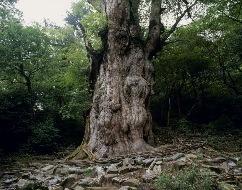 无人,横图,室外,白天,仰视,旅游,度假,美景,树林,植物,鹿儿岛,日本,亚洲,许多,阴影,光线,影子,景观,娱乐,树,树干,树木,蓝色,绿色,蓝天,天空,阳光,自然,天,享受,休闲,景色,放松,生长,成长,自然风光,东亚,日本国,九州本岛,九州,九州岛,九州地方,鹿儿岛县,彩图,低角度拍摄