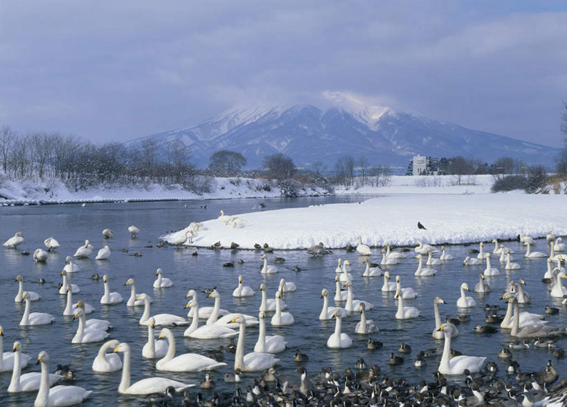 无人,横图,室外,白天,正面,旅游,度假,湖,湖泊,美景,山,水,雪,植物,大雪,鸟,天鹅,日本,亚洲,许多,阴影,光线,鸟类,影子,湖面,积雪,景观,山峰,水流,水面,雪景,云,云朵,冬天,山峦,云彩,娱乐,树,树木,蓝色,绿色,白色,白云,蓝天,天空,阳光,自然,动物,湖水,天,享受,休闲,景色,放松,生长,成长,自然风光,东亚,本州,本州岛,日本国,青森,青森县,东北地方,彩图
