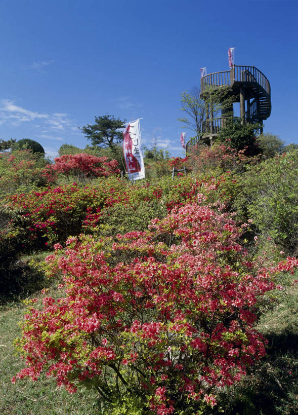 无人,竖图,室外,白天,仰视,旅游,度假,美景,树林,植物,杜鹃花,奈良县,日本,亚洲,许多,阴影,盛开,光线,影子,景观,云,云朵,杜鹃,花蕾,云彩,娱乐,花,花瓣,花朵,鲜花,树,树木,红色,蓝色,绿色,白云,蓝天,天空,阳光,自然,天,花苞,花蕊,享受,休闲,景色,放松,生长,成长,自然风光,东亚,本州,本州岛,日本国,近畿地方,奈良,近畿,红杜鹃,满山红,清明花,清时,山踯躅,红踯躅,山石榴,映山红,彩图,低角度拍摄