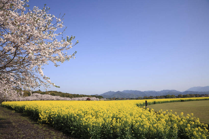 无人,农田,横图,室外,白天,正面,旅游,度假,庄稼,农作物,美景,山,植物,樱花,日本,亚洲,许多,阴影,盛开,光线,影子,景观,山峰,山峦,花蕾,娱乐,花,花瓣,花朵,鲜花,树,树木,黄色,蓝色,绿色,蓝天,天空,阳光,自然,天,花苞,花蕊,油菜花,享受,休闲,景色,放松,生长,成长,自然风光,东亚,日本国,九州本岛,九州,九州岛,九州地方,宫崎,宫崎县,彩图,耕地,庄稼田
