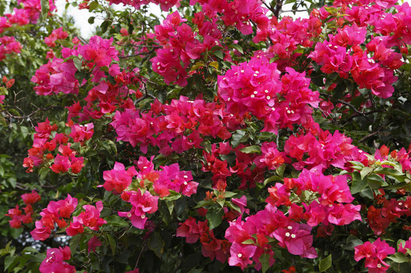 无人,横图,室外,白天,正面,旅游,度假,美景,植物,杜鹃花,鹿儿岛,日本,亚洲,许多,盛开,景观,杜鹃,花蕾,娱乐,花,花瓣,花朵,鲜花,树,树木,红色,绿色,自然,花苞,花蕊,享受,休闲,景色,放松,生长,成长,自然风光,东亚,日本国,九州本岛,九州,九州岛,九州地方,鹿儿岛县,红杜鹃,满山红,清明花,清时,山踯躅,红踯躅,山石榴,映山红,彩图