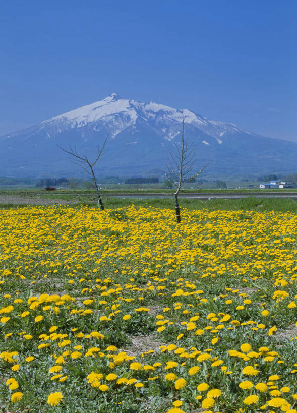 无人,竖图,室外,白天,正面,旅游,度假,花海,花圃,火山,美景,山,植物,叶子,富士山,静冈县,日本,亚洲,许多,阴影,盛开,光线,影子,景观,山峰,云,云朵,山峦,花蕾,云彩,娱乐,雏菊,花,花瓣,花朵,鲜花,树,树木,黄色,蓝色,绿色,白云,蓝天,天空,阳光,自然,花丛,花束,花田,天,花苞,花蕊,享受,休闲,菊花,景色,放松,生长,成长,自然风光,东亚,本州,本州岛,日本国,中部地方,静冈,山梨,山梨县,青森,青森县,东北地方,活火山,死火山,休眠火山,彩图