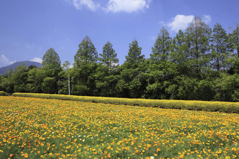 无人,横图,室外,白天,正面,旅游,度假,花海,花圃,美景,树林,植物,罂粟,叶子,日本,亚洲,许多,盛开,景观,云,云朵,草药,花蕾,云彩,娱乐,中药,花,花瓣,花朵,鲜花,树,树木,排列,黄色,蓝色,绿色,白云,蓝天,天空,自然,花丛,花束,花田,天,花苞,花蕊,享受,休闲,橙色,景色,放松,生长,成长,毒品,队列,自然风光,药材,中草药,东亚,中药材,本草,日本国,九州本岛,九州,九州岛,九州地方,宫崎,宫崎县,止痛,镇静,安眠,金罂粟,罂粟花,米囊花,彩图