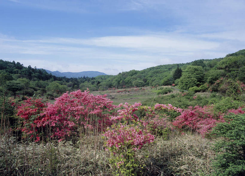 无人,横图,室外,白天,正面,旅游,度假,草地,草坪,美景,山,树林,植物,杜鹃花,日本,亚洲,许多,盛开,景观,山峰,云,云朵,杜鹃,粉红,山峦,花蕾,云彩,娱乐,草,花,花瓣,花朵,鲜花,树,树木,粉色,红色,蓝色,绿色,白云,蓝天,天空,自然,天,花苞,花蕊,享受,休闲,景色,放松,生长,成长,自然风光,东亚,本州,关东地方,本州岛,日本国,栃木,栃木县,映山红,彩图