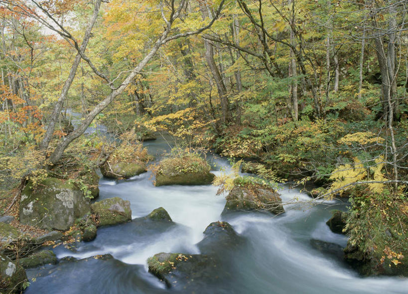 无人,横图,室外,白天,正面,旅游,度假,河流,石头,美景,树林,水,植物,日本,亚洲,许多,阴影,光线,石子,影子,河水,景观,水流,娱乐,树,树木,黄色,绿色,阳光,自然,享受,休闲,景色,放松,生长,成长,自然风光,东亚,本州,本州岛,日本国,青森,青森县,东北地方,石块,岩石,彩图