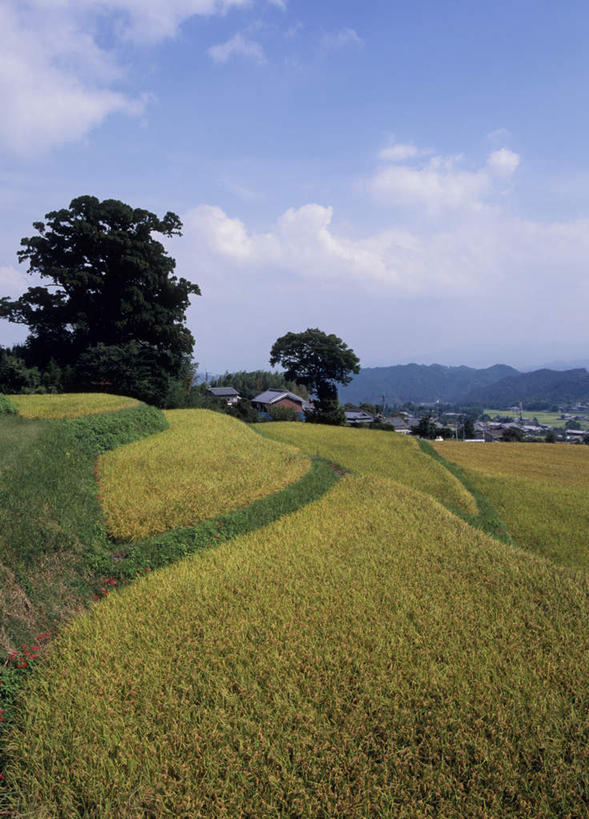 无人,家,农田,竖图,室外,白天,正面,旅游,度假,庄稼,美景,植物,奈良县,日本,亚洲,许多,丰收,房屋,屋子,稻田,景观,云,云朵,水稻,云彩,娱乐,楼房,住宅,树,树木,黄色,蓝色,绿色,白云,蓝天,天空,自然,天,享受,休闲,稻谷,景色,放松,生长,收获,成长,自然风光,东亚,本州,本州岛,日本国,近畿地方,奈良,近畿,彩图,耕地,庄稼田,房子