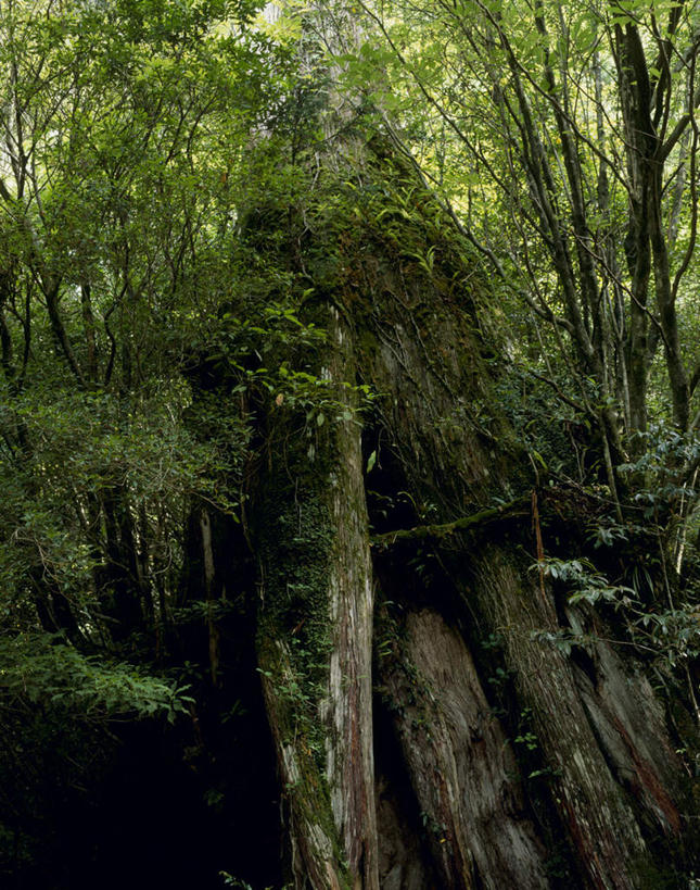 无人,竖图,室外,白天,仰视,旅游,度假,美景,植物,叶子,鹿儿岛,日本,亚洲,景观,绿叶,娱乐,树,树干,树木,绿色,自然,享受,休闲,嫩叶,景色,放松,生长,成长,自然风光,东亚,日本国,九州本岛,九州,九州岛,九州地方,鹿儿岛县,叶,叶片,彩图,低角度拍摄