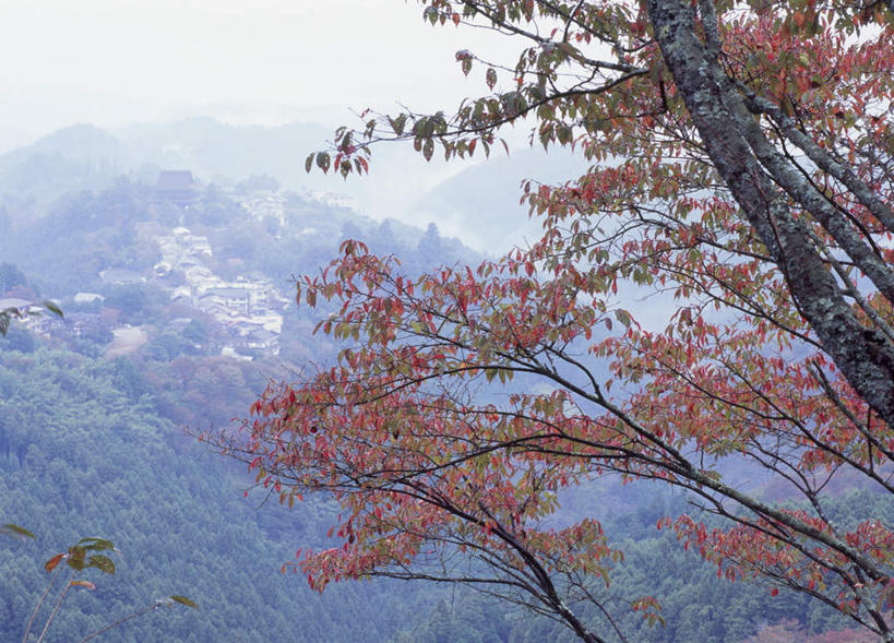 无人,横图,俯视,室外,白天,旅游,度假,美景,山,山脉,树林,植物,叶子,奈良县,日本,亚洲,许多,阴影,光线,影子,景观,山峰,绿叶,山峦,娱乐,树,树木,红色,绿色,天空,阳光,自然,群山,天,享受,休闲,景色,放松,生长,成长,自然风光,东亚,本州,本州岛,日本国,近畿地方,奈良,近畿,叶,叶片,彩图,高角度拍摄