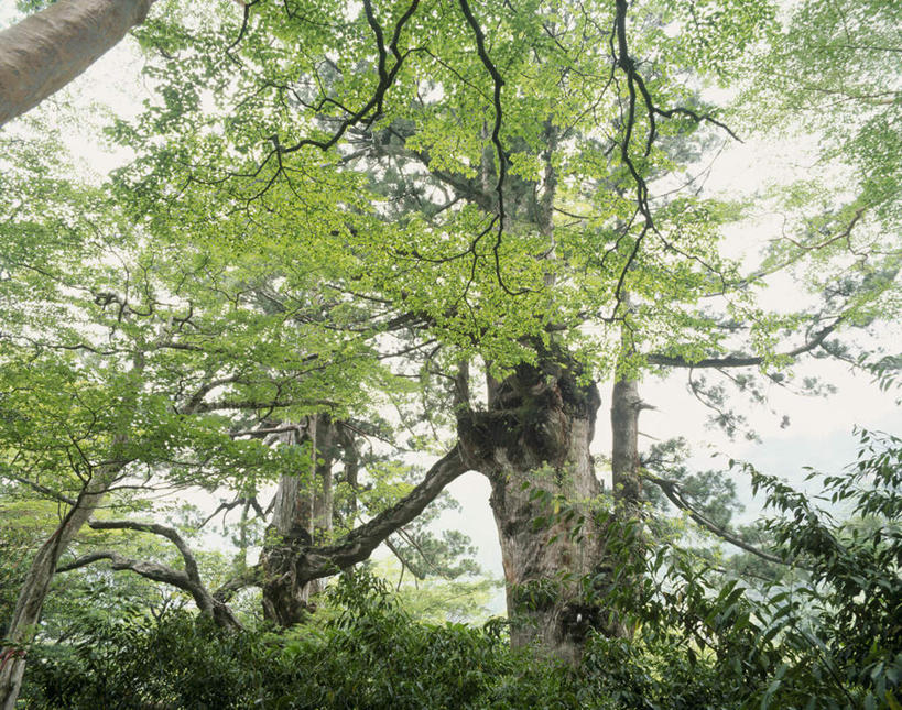 无人,横图,室外,白天,仰视,旅游,度假,美景,树林,植物,叶子,鹿儿岛,日本,亚洲,许多,阴影,光线,影子,景观,绿叶,娱乐,树,树木,绿色,天空,阳光,自然,天,享受,休闲,嫩叶,景色,放松,生长,成长,自然风光,东亚,日本国,九州本岛,九州,九州岛,九州地方,鹿儿岛县,叶,叶片,彩图,低角度拍摄