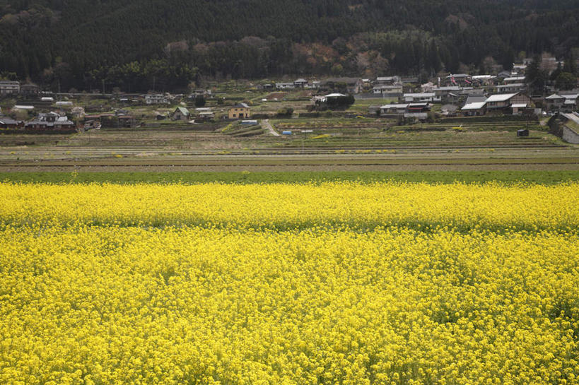 无人,家,横图,室外,白天,正面,旅游,度假,花海,花圃,美景,山,植物,叶子,大分县,日本,亚洲,许多,盛开,房屋,屋子,景观,山峰,山峦,花蕾,娱乐,楼房,住宅,花,花瓣,花朵,鲜花,树,树木,黄色,绿色,自然,花丛,花束,花田,花苞,花蕊,油菜花,享受,休闲,景色,放松,生长,成长,自然风光,东亚,油菜,日本国,九州本岛,九州,九州岛,九州地方,彩图,房子