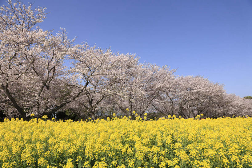 无人,横图,室外,白天,正面,旅游,度假,美景,植物,樱花,日本,亚洲,许多,阴影,盛开,光线,影子,景观,粉红,花蕾,娱乐,花,花瓣,花朵,鲜花,树,树木,粉色,黄色,蓝色,绿色,蓝天,天空,阳光,自然,天,花苞,花蕊,油菜花,享受,休闲,景色,放松,生长,成长,自然风光,东亚,油菜,日本国,九州本岛,九州,九州岛,九州地方,宫崎,宫崎县,彩图